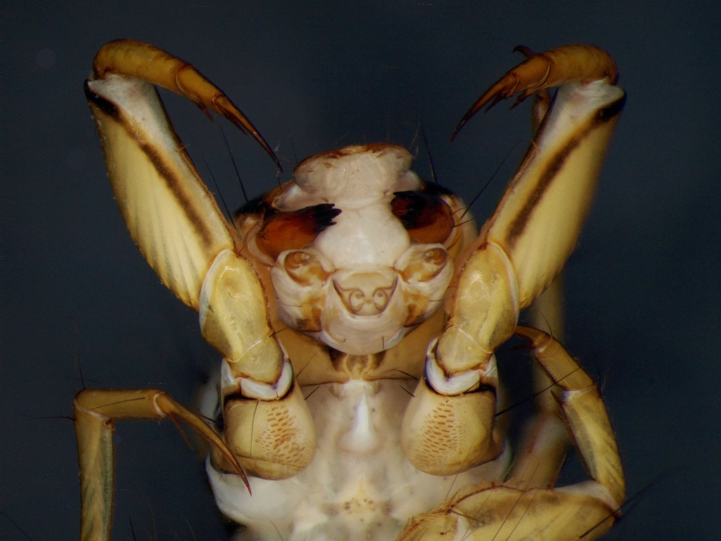 Phryganea bipunctata